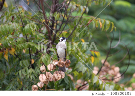 公園 パーク 園 108800105