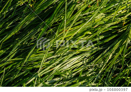 background of dew drops on bright green grass 108800397