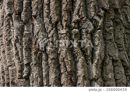 Old Wood Tree Texture Background Pattern Old Wood Tree Texture Background Pattern 108800439