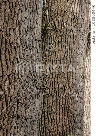 Old Wood Tree Texture Background Pattern Old Wood Tree Texture Background Pattern 108800440