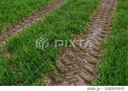 Traces of a tractor in the mud in a wet meadow Traces of a tractor in the mud in a wet meadow 108800445