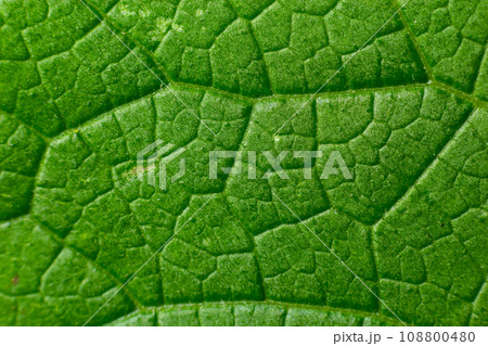 Abstract green leaves texture for background. Natural environment, ecological concept Abstract green leaves texture for background. Natural environment, ecological concept 108800480