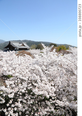 将軍塚青龍殿の桜 108800723