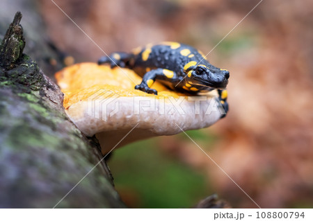 Spotted adult fire salamander in orange leaves 108800794