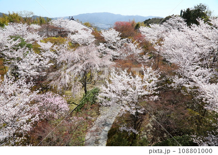 将軍塚青龍殿の庭園の桜 将軍塚青龍殿の庭園の桜 108801000