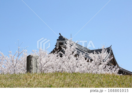 将軍塚青龍殿の桜と将軍塚 将軍塚青龍殿の桜と将軍塚 108801015