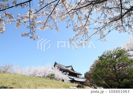 将軍塚青龍殿の枝垂れ桜 108801063