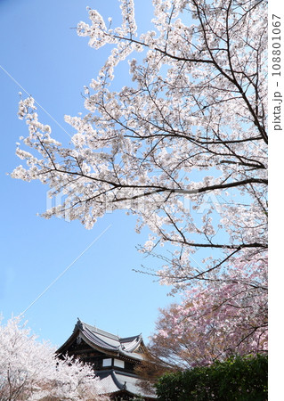 将軍塚青龍殿の枝垂れ桜 将軍塚青龍殿の枝垂れ桜 108801067