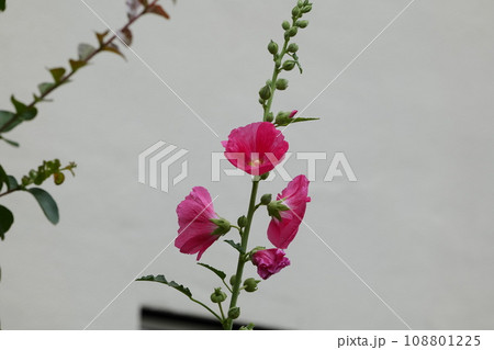 習志野台の梅雨 108801225