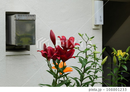 習志野台の梅雨 108801233