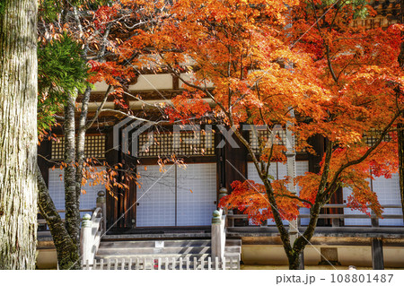 秋の高野山　壇上伽藍　紅葉したモミジと金堂 108801487
