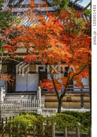 秋の高野山　壇上伽藍　紅葉したモミジと金堂 108801488