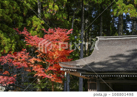 秋の高野山　壇上伽藍　孔雀堂とモミジ 108801498