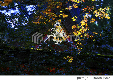 秋の高野山　壇上伽藍　御社の紅葉 108801502