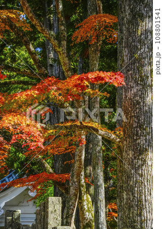 日本の紅葉（高野山壇上伽藍） 108801541