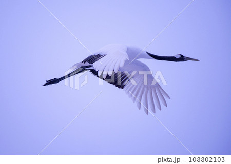 優雅な鳥タンチョウヅル 優雅な鳥タンチョウヅル 108802103