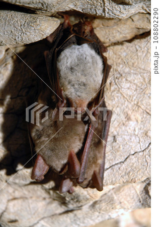 Hanging bats in a cave Hanging bats in a cave 108802290