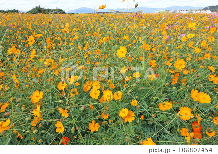 コスモス 108802454