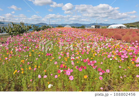 コスモス 108802456