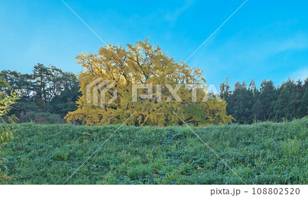 金言寺の大イチョウ 金言寺の大イチョウ 108802520