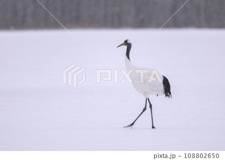 優雅な鳥タンチョウヅル 108802650