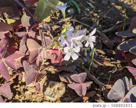 秋の庭に咲く白い小さな花と紫色の三角の葉を持つオキザリス・トリアングラリスの花 秋の庭に咲く白い小さな花と紫色の三角の葉を持つオキザリス・トリアングラリスの花 108802831