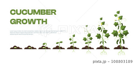 Cucumber plant. Organic farming of organic cuke plants, agriculture of cucumber crop with roots and leaves, ripening fruit. Vector isolated set 108803189