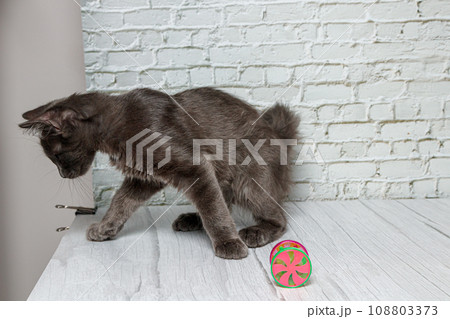 Beautiful gray cat on a brick wall background 108803373