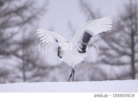 優雅な鳥タンチョウヅル 108803619