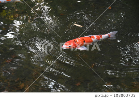 水紋と緋鯉 108803735