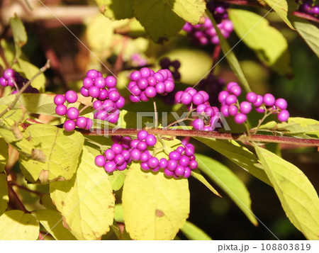 鮮やかな紫色の「ムラサキシキブ」の実 108803819
