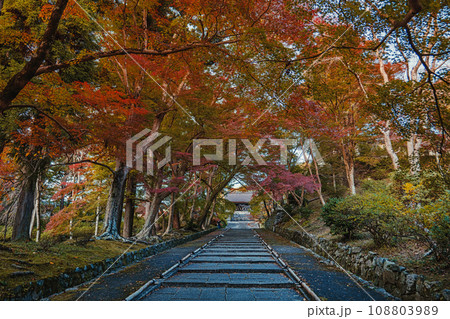 京都 毘沙門堂 参道の秋景色 京都 毘沙門堂 参道の秋景色 108803989