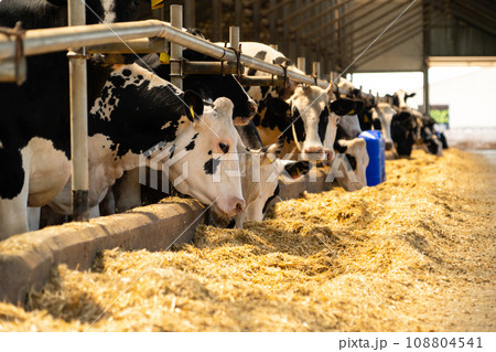 Herd of cows on a dairy farm 108804541