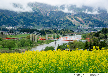 飯山菜の花公園と千曲川と赤い鉄橋3 108804629