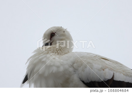 コウノトリ 2023 108804684