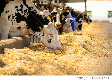 Herd of cows on a dairy farm 108804774