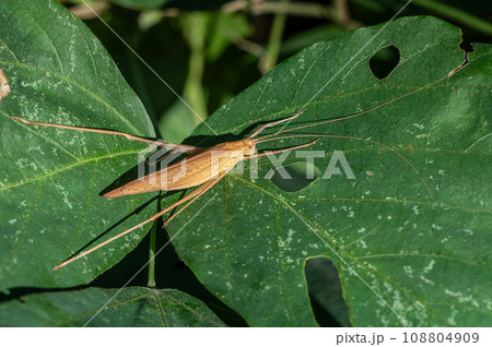 セスジツユムシ 108804909