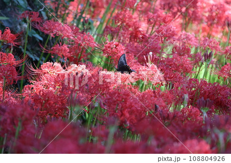 彼岸花 2023 彼岸花 2023 108804926