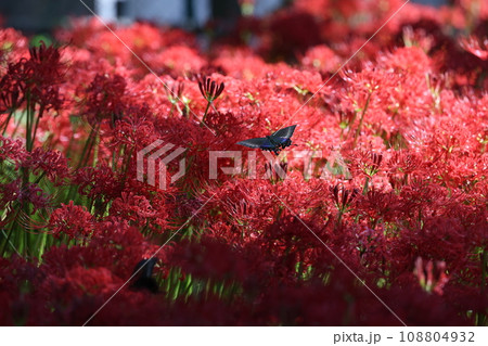 彼岸花　2023 108804932