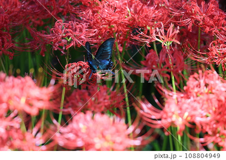 彼岸花 2023 彼岸花 2023 108804949