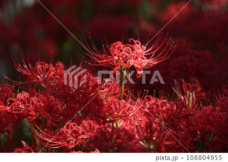 彼岸花　2023 108804955