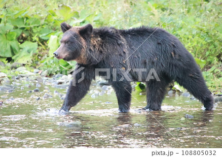 知床　世界自然遺産の熊（北海道のヒグマ） 108805032