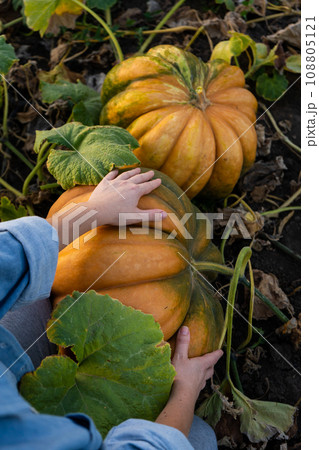 Woman farmer with pumpkin. Woman farmer with pumpkin. 108805121