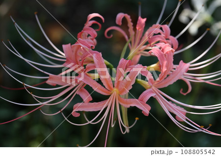 ピンクの彼岸花　2023 108805542