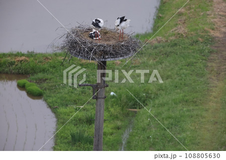 コウノトリのうんこ 108805630