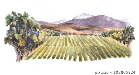 Watercolor landscape with grape fields, vineyards, bushes, trees, grape plant, hills and mountains. Rural landscape, winemaking label. Hand draw watercolor illustration isolated on white background.  108805824
