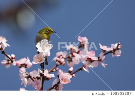 アーモンドの花とメジロ 2023 アーモンドの花とメジロ 2023 108805887