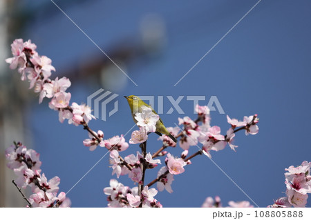 アーモンドの花とメジロ　2023 108805888