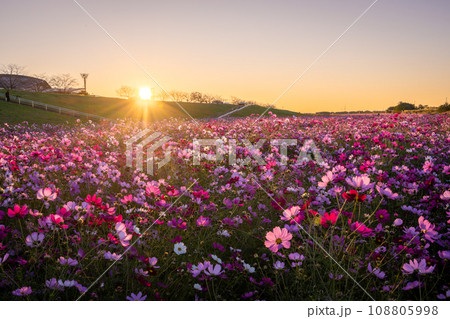 吹上コスモス畑の日の出 108805998