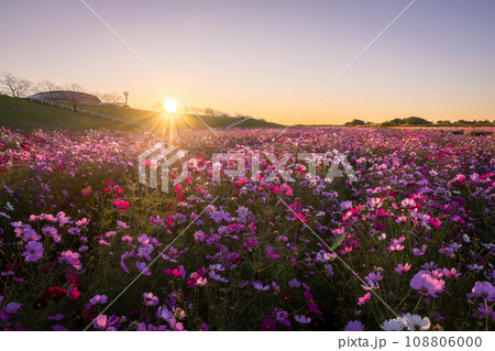 吹上コスモス畑の日の出 108806000
